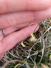 Carex humilis