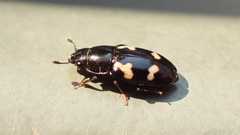 Glischrochilus quadriguttatus