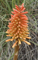 Kniphofia stricta