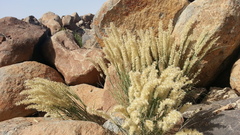Melica persica