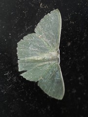 Prasinocyma iosticta