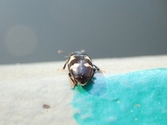 Glischrochilus quadriguttatus