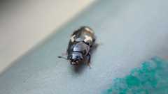 Glischrochilus quadriguttatus