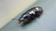 Glischrochilus quadriguttatus