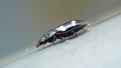 Glischrochilus quadriguttatus