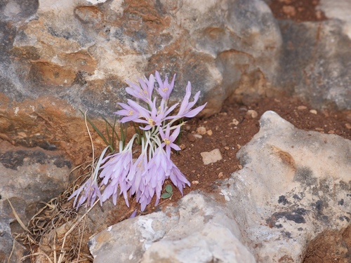 Colchicum stevenii