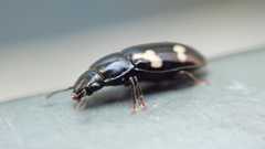 Glischrochilus quadriguttatus