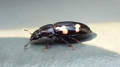 Glischrochilus quadriguttatus