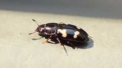 Glischrochilus quadriguttatus