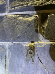 Hyalessa maculaticollis
