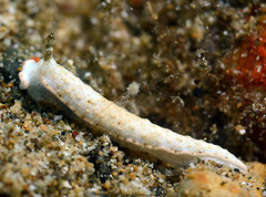 Dermatobranchus tuberculatus