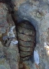 Sypharochiton pelliserpentis
