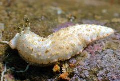 Dermatobranchus tuberculatus