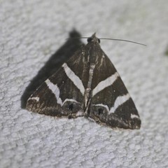 Grammodes pulcherrima