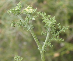 Senecio erysimoides