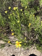 Ericameria pinifolia