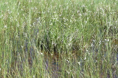 Trichophorum alpinum