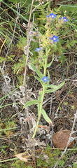 Anchusa capensis