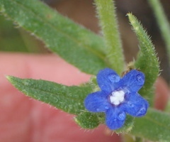 Anchusa capensis