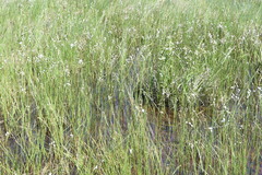 Trichophorum alpinum