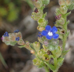 Anchusa capensis