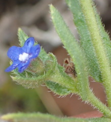 Anchusa capensis