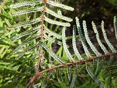 Gleichenia inclusisora