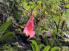 Masdevallia veitchiana
