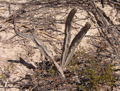 Peniocereus greggii greggii