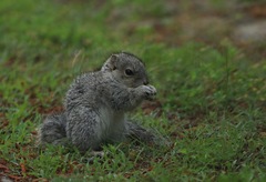 Sciurus niger cinereus