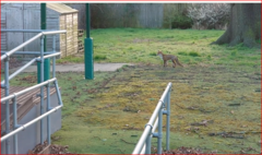 Vulpes vulpes crucigera