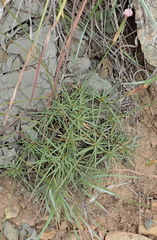 Dianthus micropetalus