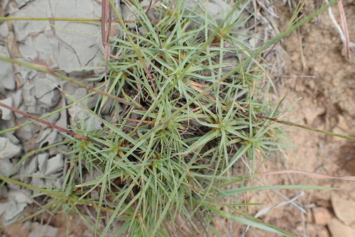 Image of Dianthus micropetalus by (c) Nicola van Berkel, some rights reserved (CC BY-SA)