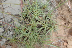 Dianthus micropetalus