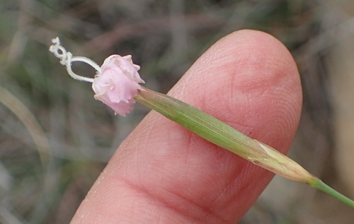 Grassveld Pink (Dianthus micropetalus)