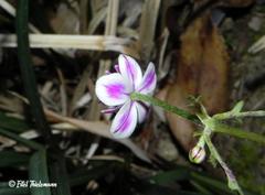 Knowltonia hepaticifolia