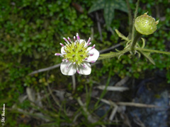 Knowltonia hepaticifolia