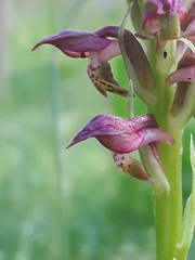 Anacamptis coriophora