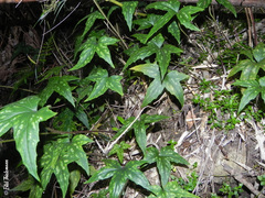 Knowltonia hepaticifolia