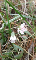 Claytonia rosea