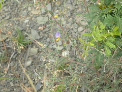 Lotononis sericophylla