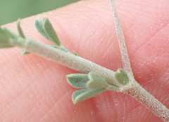 Lotononis sericophylla