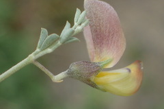 Lotononis sericophylla