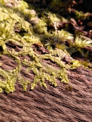 Lophocolea heterophylla