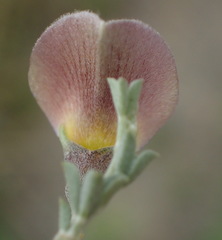 Lotononis sericophylla