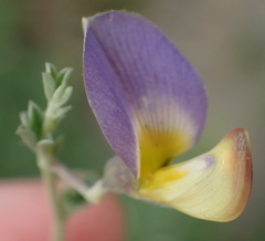 Lotononis sericophylla