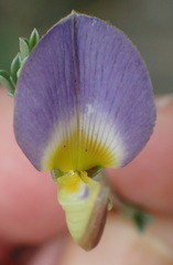 Lotononis sericophylla