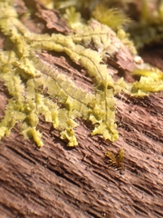 Lophocolea heterophylla