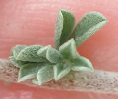 Lotononis sericophylla