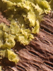 Lophocolea heterophylla